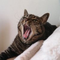 Shunya Ishikawa (@p_iskw) 's Twitter Profile