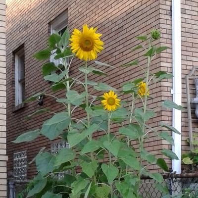 johnny_sd's profile picture. @toomanydaves.bsky.social