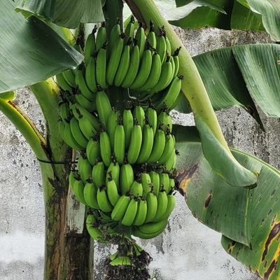 JingYuan74's profile picture. 只喜欢那个天真的你。追梦人