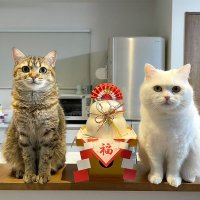 抹茶 (@neco8maccha) 's Twitter Profile