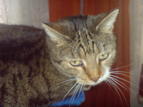 punkmaus's profile picture. Geburt - Krippe - Kiga - Grundschule - Gymnasium/Abitur - FSJ - Studium/Magister - Erzieherin Kiga - Erzieherin Kinderheim - to be continued...