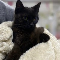 Fipli.Bastibacak (@fbastibacak) Twitter profile photo