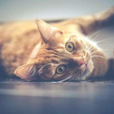 AbBelseryon's profile picture. 