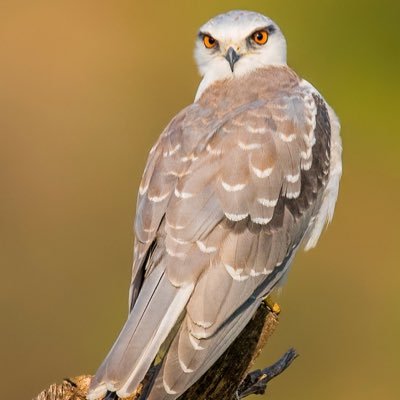 QA_AbdeKhaki's profile picture. Ths is 10 % luck, 20% skill 15% concentrated power of will 5% pleasure, 50% percent pain and a 100% reason to remember the name!