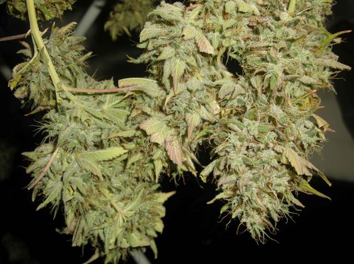 THCdeliverySys's profile picture. We are a delivery only collective serving the 831 area. Great discounts for fixed income members, great prices for good medicine delivered to your door!