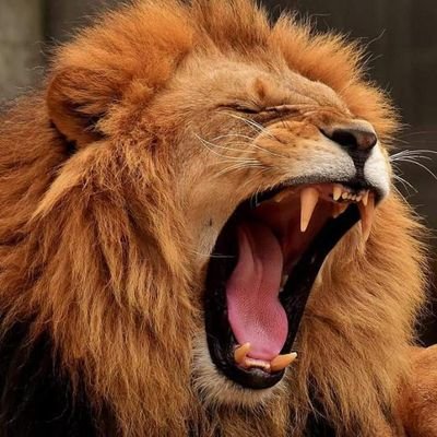 agonidanbaba's profile picture. 