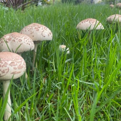 joncollaroy's profile picture. Not a fan of blather