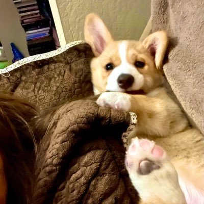 TheresaC1231's profile picture. A0C Director, Animal lover, will add ALMOST all Except Maga sxxxholes / I’m Progressive / Vote wave of Blue!!!!!!