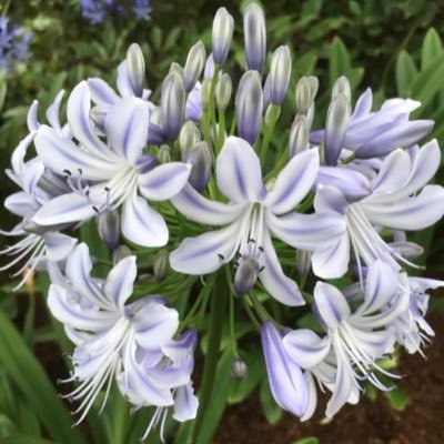 National Collection Holders of Agapanthus, Clivia and Tulbaghia - We are a small family business that exhibit at all the major flower shows. RHS Master Growers.
