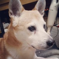 *くにえもん* (@kuniemon_jpmon) 's Twitter Profile