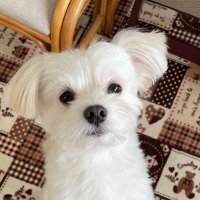 メメ子 (@memeko7172) 's Twitter Profile