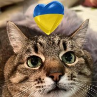 Love You Stepan the Cat of #Kharkiv #Харькoв 💙 💛 (@loveyoustepan) 's Twitter Profile