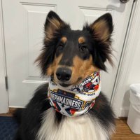 Dogs for NephMadness (@dog4nephmadness) 's Twitter Profile Photo Dogs for NephMadness (@dog4nephmadness) 's Twitter Profile Photo
