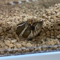 きちきち (@reptile0519) 's Twitter Profile