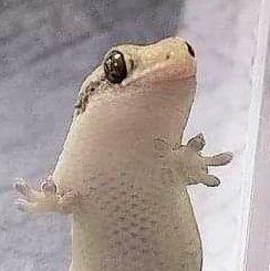 หัวจาปวดดさんのプロフィール画像