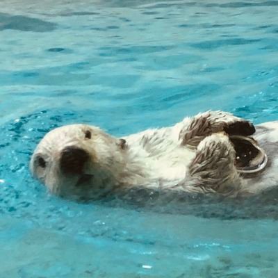 限界労働ぐうたらコミュ障アカウント🦦
DINKs👩❤👨
たくさん食べてたくさん泳ぎたい🏊
インビザラインが5年で終わらず丸6年矯正継続してるアカウント、今月遂に保定はじめました😬