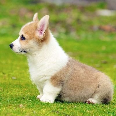 campiglioandrea's profile picture. Cattolico, milanese, trad