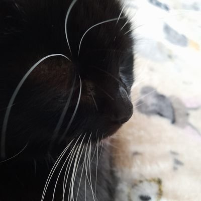 HowdleLeanne's profile picture. By just being me