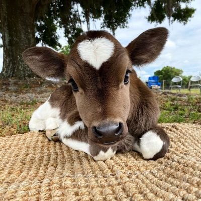 cowclub_ Profile Picture