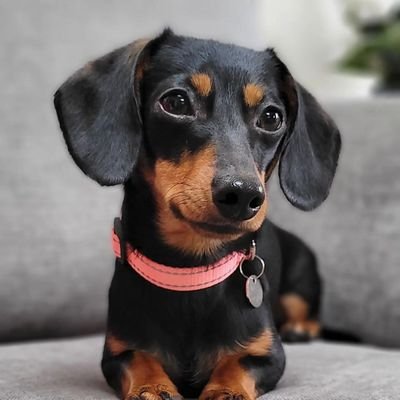 Welcome to our #dachshund lover page! If you are a dachshund lover follow our community. This page is dedicated to all dachshund lovers & owners.