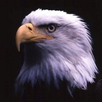 Niklas! (@antaresx) 's Twitter Profile