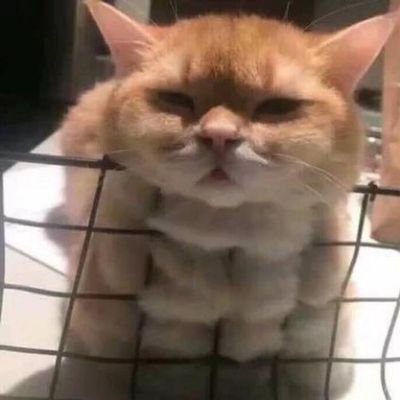 amyourskyy13 Profile Picture