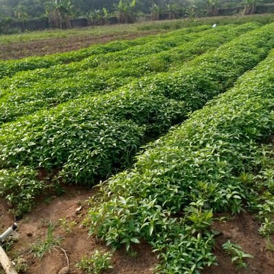 TEACHER/Catholic 🇳🇬🇳🇬🇳🇬/FARMER/ PORK PROCESSOR/AGROPRENEUR.
FEEDING PEOPLE IS OUR PASSION.
+2348034596524