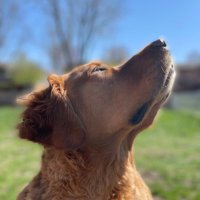 ChiefTheDog22 (@chiefthedog222) 's Twitter Profile