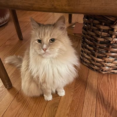 NephCatness Profile