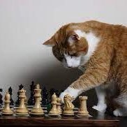 paw_nstorm's profile picture. 