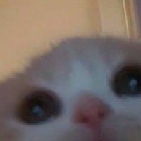 SadPotatoCat (@sadpotatocat2) 's Twitter Profile Photo