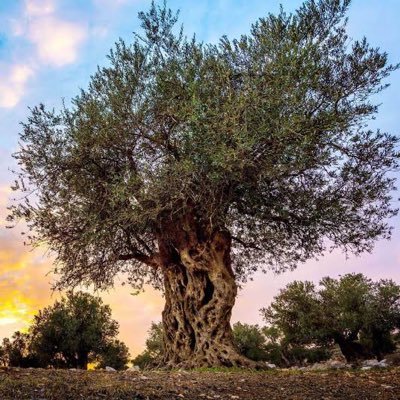 hakanfinance's profile picture. borsa / finans