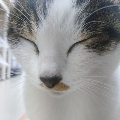 グレーリング飯さんのプロフィール画像