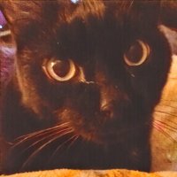 Dee Kaye ☘ 🐱 📚☘(@DeeKaye2010) 's Twitter Profile Photo