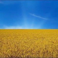 Michael Buchsbaum (@lmicalbuchsbaum) 's Twitter Profile