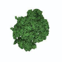 🌳 TLS TREES 🌳 (@tls_trees) 's Twitter Profile Photo 🌳 TLS TREES 🌳 (@tls_trees) 's Twitter Profile Photo