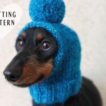 just a dog in a woolly hat