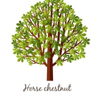 Team Horse Chestnut (@misscfromhc) 's Twitter Profile