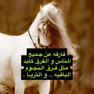 فيني شموخ من الجبال الروأسي وهيبة أميرة في كلمتي لاتكلمت