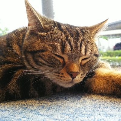 ネコ(ハチ🐾)🐈‍⬛と音楽🎵（織田哲郎さん）を愛するものです。みなさんのTweetに癒やされています。ハチ🐾イマソラ、花、旅行、美味しいものなどジャンルを問わず、つぶやきます😸よろしくお願いします😆🍀DMで個人情報の交換などはしません🙇💦