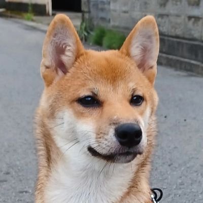 柴犬大好き🐶パン大好き🍞アイス大好き🍦お菓子大好き🍩麺類大好き🍜🍝思いやり大事‼️☺無言フォロー、いきなりのコメント失礼致しますฅ▽・ᴥ・▽ฅ無言フォロー大歓迎です🤗🤗
よろしくお願いします⸜(*ˊᗜˋ*)⸝