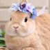 うさこ🐰 (@usaco_pokeca) Twitter profile photo うさこ🐰 (@usaco_pokeca) Twitter profile photo