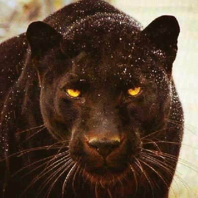 Jaquar242's profile picture. 