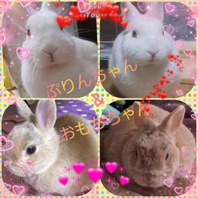 🐰プリおもリンRABBIT 🐇 飼い主 色鉛筆画のお絵描きをたまに投稿します