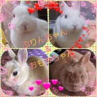 🐰プリおもリンRABBIT 🐇 飼い主 色鉛筆画のお絵描きをたまに投稿します(@mDCghg9U0NBAMf6) 's Twitter Profile Photo