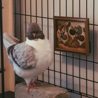 Masha the pigeon(@PigeonMasha_) 's Twitter Profile Photo