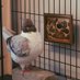 Masha the pigeon (@PigeonMasha_) Twitter profile photo