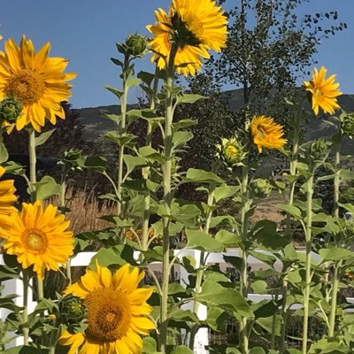 PattiGrey's profile picture. 