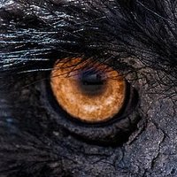 SpinoJP 𓂀 ᴾᵃˡᵃᵉᵒᵖʰⁱˢ ᵉʳᵃ𓆓 (@brachiojp) 's Twitter Profile Photo SpinoJP 𓂀 ᴾᵃˡᵃᵉᵒᵖʰⁱˢ ᵉʳᵃ𓆓 (@brachiojp) 's Twitter Profile Photo