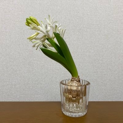 Master’1 / TOEIC730 / G検定 / DS検定 / 統計2級 / 医療×AIの研究 / データサイエンス就活